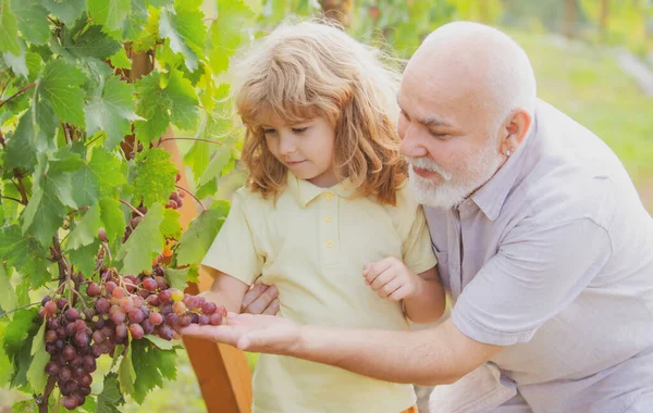 Дитячий хлопчик і дідусь збирають виноград. Сільське господарство в садовій місцевості. Вік поколінь . — стокове фото