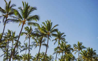 Güneşli tropik cenneti olan palmiyeler. Mavi gökyüzünde palmiye ağaçları, tropik kıyılarda palmiye ağaçları, hindistan cevizi ağaçları..