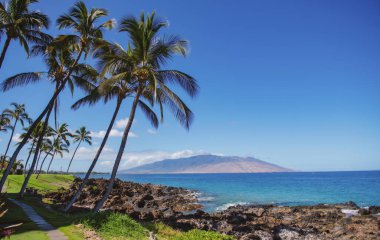 Palmiye adası cennet duvar kağıdı. Mavi gökyüzünde Coco palmiyeleri. Egzotik yaz doğası, doğal manzara. Yaz tropik adası, tatil ya da tatil düzeni.