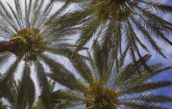 Palmer bakgrund på sol ljus himmel. Tropisk palm med solljus på himlen abstrakt bakgrund. Sommar semester och natur resor äventyr koncept. — Stockfoto