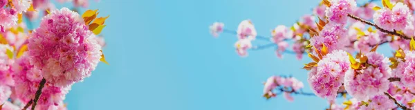 Bandiera di primavera, sfondo fiorito. Fioritura fiori di sakura vicino con cielo blu sullo sfondo della natura. Sakura Festival. Albero di fiori sakura su sfondo cielo blu. — Foto Stock