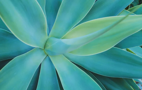 Agave green. Kaktusové pozadí, design kaktusů nebo kaktusovité vzory. — Stock fotografie