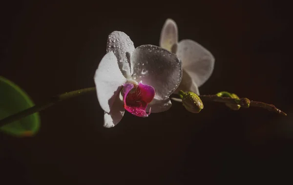 Flor de orquídea. Jardín de primavera. Phalaenopsis creciendo. Concepto floral. Orchidea flores decorativas. —  Fotos de Stock