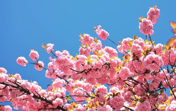 Όμορφη floral άνοιξη αφηρημένα φόντο της φύσης. Κεράσι ανθίσει. Sacura κερασιά. Για το Πάσχα και άνοιξη ευχετήριες κάρτες με αντίγραφο χώρο. Άνοιξη φόντο των συνόρων με ροζ λουλούδια. — Φωτογραφία Αρχείου