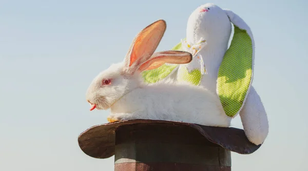ぬいぐるみウサギとイースターウサギの魔術師. — ストック写真