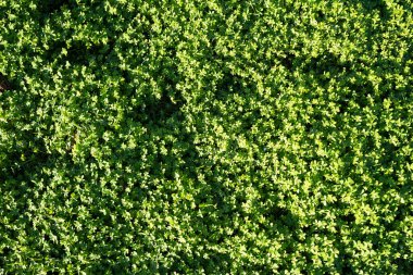 Yeşil yapraklar arka plan. Yaprak arka plan dokusu. Yaprak ağaç dokusu.