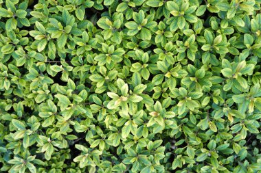 Yeşil yapraklı arka plan. Soyut yeşil yaprak dokusu, yaprak yaprağı doğası. Yeşil doğa duvar kağıdı.