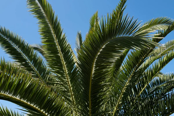 Tropisk bladstruktur, palmblad natur grön bakgrund. Tropisk grön bakgrund. — Stockfoto