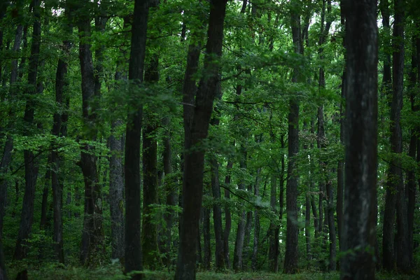 숲 이 배경에 있습니다. 녹색 자연 벽지. — 스톡 사진