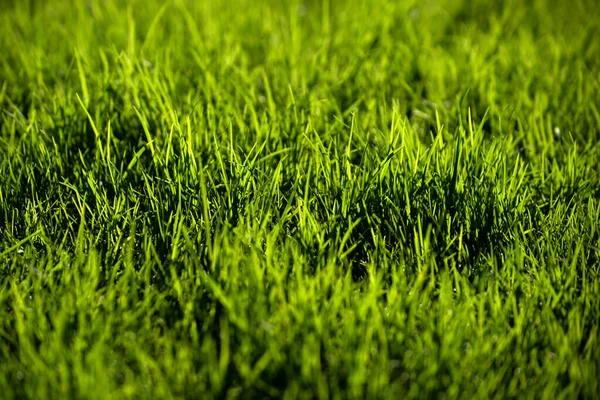 Grass. Fresh green spring grass with dew drops. Soft Focus. Abstract nature background. Greenery backdrop. — Stock Photo, Image