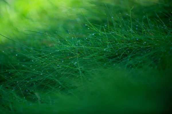 草。鲜绿的春草，有露珠。植物有机质感. — 图库照片