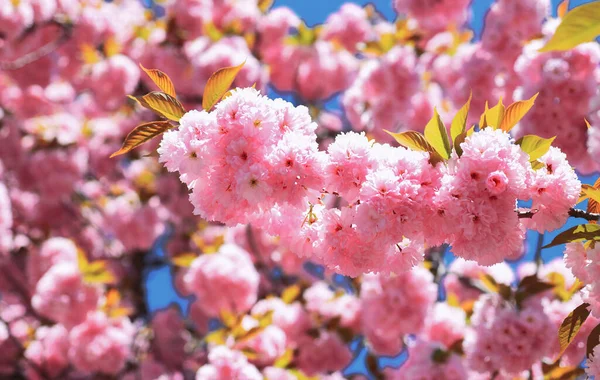 Άνοιξη λουλούδια φόντο. Κεράσι ανθίσει. Sacura κερασιά. Άνθος δέντρο πέρα από το υπόβαθρο της φύσης. — Φωτογραφία Αρχείου