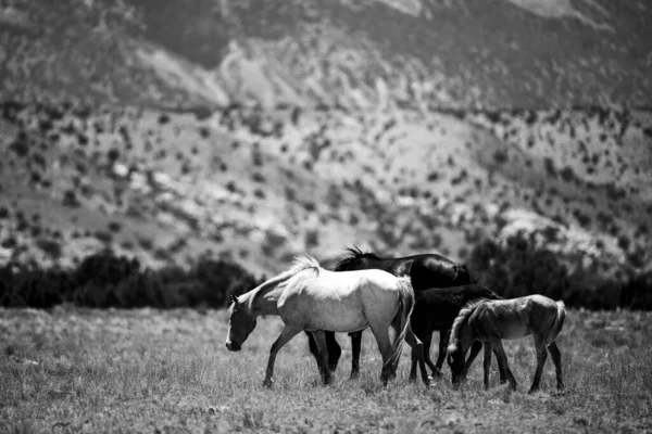 The wild horses. A herd of horses in the american mountains. National Park, USA. — Stock Photo, Image