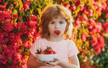 Mutlu çocuk yazın açık havada çilek yer..