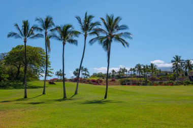 Avuç içi manzarası. Gökyüzünde güneş ışığı olan tropik palmiye ağacı soyut bir arkaplan. Yaz tatili ve doğa yolculuğu macera konsepti.