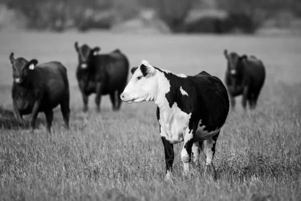 Mléčná kráva pasoucí se na poli. Skupina krav pasoucích se na pastvinách. — Stock fotografie