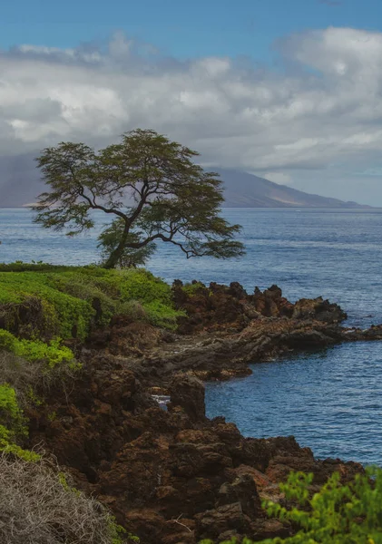 Hawaii 'deki doğa manzarası, berrak denizde palmiye ağacı olan tropikal plaj..