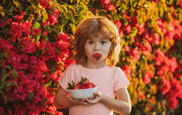 Çilek yiyen çocuk. Küçük mutlu çocuk çilek topluyor ve yiyor. Çocuk portresi.