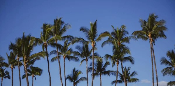 Palmier tropical avec lumière du soleil sur fond abstrait ciel. Vacances d'été et voyage nature concept d'aventure. Palmiers design tropique. — Photo