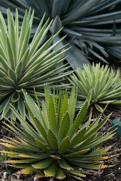 Fondo de cactus, diseño de cactus o patrón de cactaceae. —  Fotos de Stock