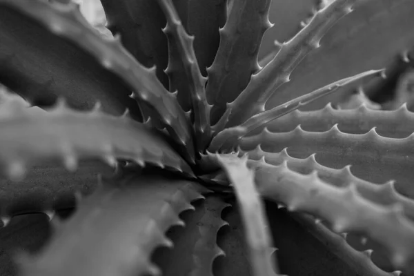 Aloe vera. Fondo de cactus, diseño de cactus o patrón de cactaceae. —  Fotos de Stock