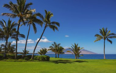 Kum, okyanus, palmiye yaprakları, palmiye ağaçları ve mavi gökyüzü olan tropik deniz plajı. Yaz sahili geçmişi.
