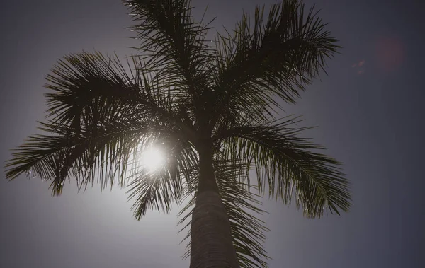 Palm trees on blue sky, palm at tropical coast, coconut tree. Palms landscape. — Stock Photo, Image