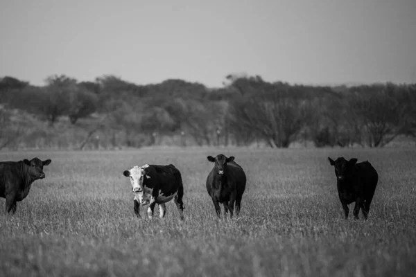 Tarladaki inek. Yaz otlağında inekler. Baharda yeşil bir tarlada otlamak. — Stok fotoğraf