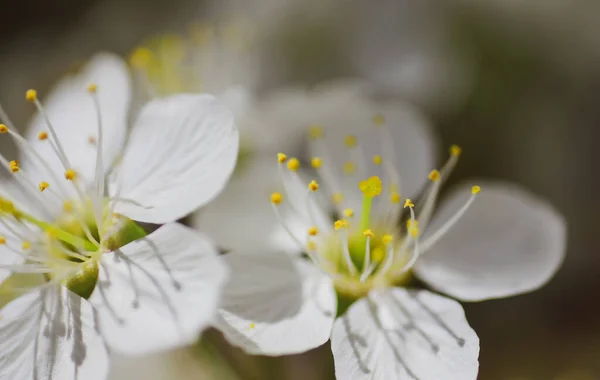 Frühlingsblumen in Nahaufnahme. Frühling blüht im Hintergrund. Schöne Natur mit blühenden Bäumen. — Stockfoto