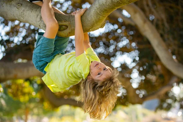 귀여운 금발의 남자 아이가 나뭇가지에 매달려 있습니다. 여름 방학에 나무에 오르는 소년. 거꾸로 요. 나무에 올라가고 가지에 매달리는 아이. — 스톡 사진