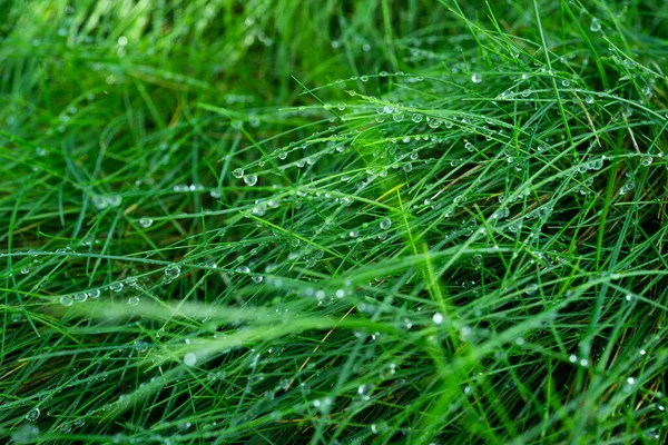 Цветочная абстракция. Зеленая трава. Свежая зеленая весенняя трава с капли росы. Абстрактный природный фон. — стоковое фото