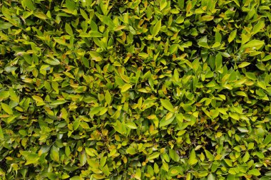 Yeşil yapraklı arka plan. Soyut yeşil yaprak dokusu, yaprak yaprağı doğası. Yeşil doğa duvar kağıdı, çiçek soyutu..