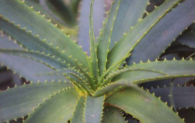 Aloe vera bitkisi, aloe bitkisi makrosu.