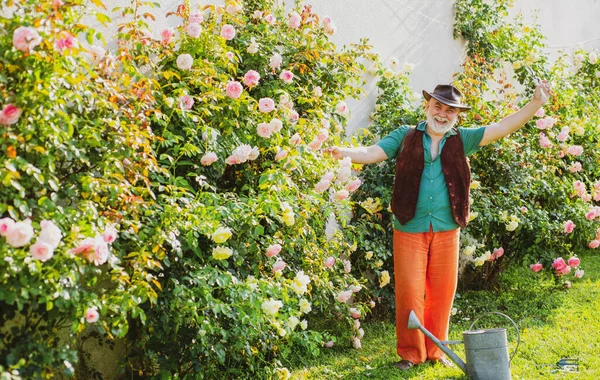 Un anciano que trabaja en el jardín de rosas. Pasatiempo de jardinería. Primavera patio rutina. — Foto de Stock