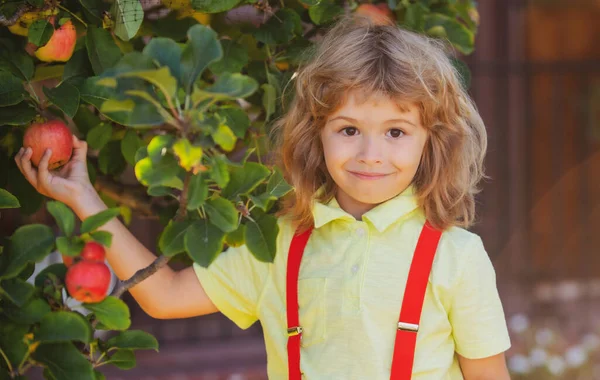 Criança pegando maçãs no quintal no jardim do pomar. Crianças com maçã na colheita do outono. Diversão ao ar livre para crianças. Nutrição saudável. — Fotografia de Stock