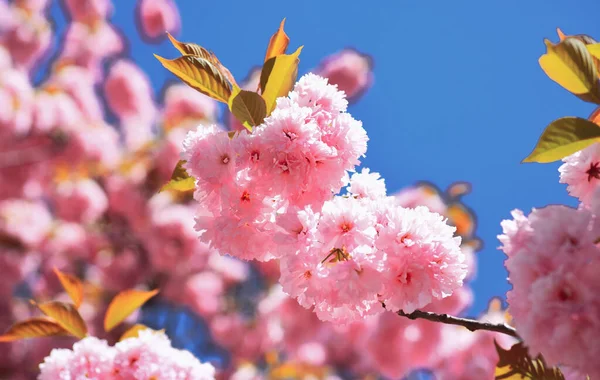 Koppenhágai Sakura fesztivál. Cseresznyevirág. Szabó cseresznyefa. Tavaszi virágok háttér. Blossom tree természet háttér felett. — Stock Fotó