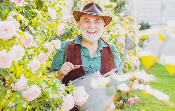 Viejo con regadera en el jardín de rosas. Primavera jardinería rutina hobby. Feliz abuelo mayor en el patio trasero. — Foto de Stock