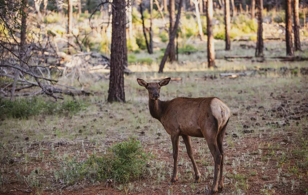 Naturaleza. Venado Fawn, Bambi, capreolus. Reno joven de cola blanca. Hermosa vida silvestre buck. —  Fotos de Stock