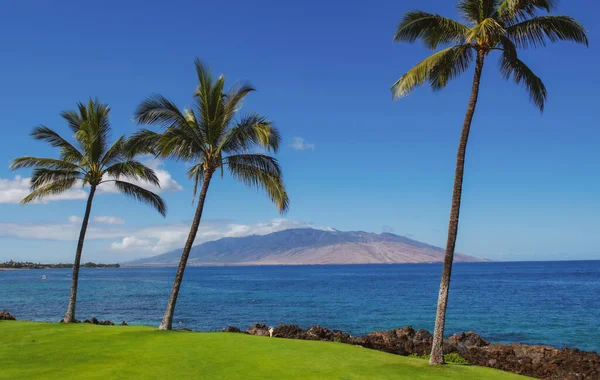 Gökyüzünde tropik hindistan cevizi ağaçları, doğa arka planı. Avuç içi egzotik desen. Palmiye adası cennet duvar kâğıdı.