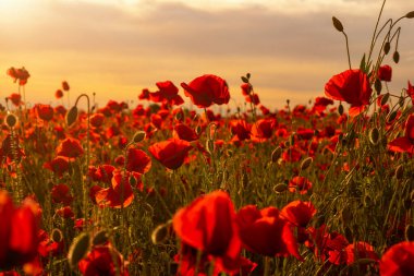 Gelincik tarlası güneş ışığına karşı tam çiçekleniyor. Kırmızı poppys tarlası günbatımı gökyüzüne karşı. Anma Günü, Anma Günü, Yeni Zelanda, Avustralya, Kanada ve İngiltere 'de Anzak Günü. Ateşkes kavramı.