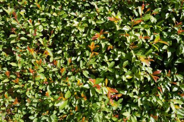 Yeşil yapraklar arka plan, koyu duvar kağıdı konsepti, doğa yaprağı arka plan. Organik desenli yaprak..