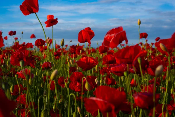 Fleurs Le coquelicot rouge fleurit sur un champ sauvage. Le coquelicot du souvenir - champ de coquelicot. Fleur pour le jour du Souvenir, Jour commémoratif, Jour de l'Anzac en Nouvelle-Zélande, Australie, Canada et Grande-Bretagne. — Photo