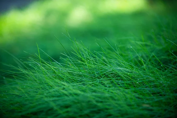 Grass. Fresh green spring grass with dew drops. Soft Focus. Abstract nature background. Green nature wallpaper, floral abstract. — Stock Photo, Image