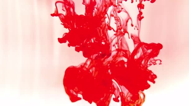 Bunte Paint Splat Design-Vorlage abstrakt. Rotes Blut im Wasser. Paint Color Splash Hintergrund. Farbtropfen im Wasser. — Stockvideo