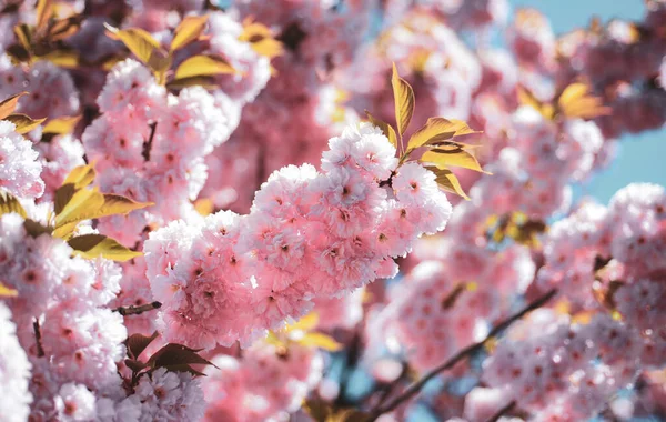 Sakura Festival. Fiore di ciliegio. Sacura ciliegio. Vancouver Cherry Blossom Festival. Sakura Festival. Ciliegia giapponese. Prunus serrulata . — Foto Stock
