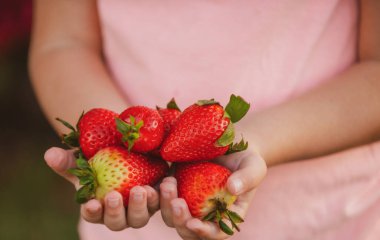 Küçük çocuk çilek tutuyor. Taze çilekler yakın plan. Elinde çilek tutan bir çocuk..