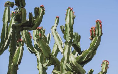 Mavi gökyüzü sırtı üzerindeki kaktüs, kaktüs tasarımı veya kaktaceae deseni.