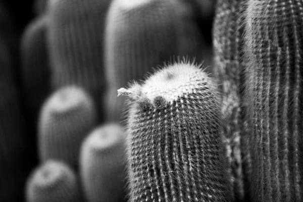 Kaktus flover pozadí, kaktusy nebo kaktusovité vzor. — Stock fotografie