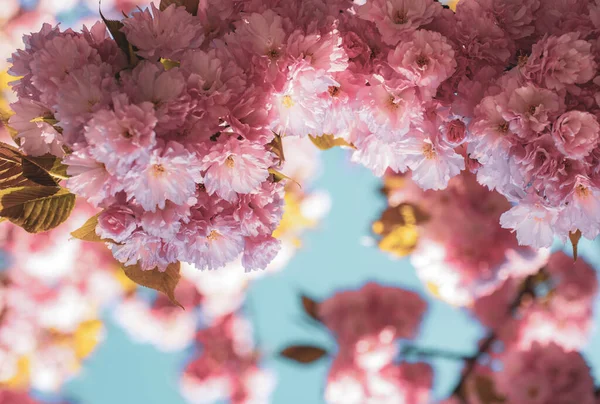 Κεράσι ανθίσει. Sacura κερασιά. Ανθισμένα λουλούδια ανθών sakura κοντινό πλάνο με το μπλε του ουρανού σε φόντο φύση. — Φωτογραφία Αρχείου