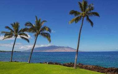 Plaj ve tropikal deniz. Renkli okyanus plajı. Berrak turkuaz su manzarası, Maldivler ya da Hawaii. Hindistan cevizi palmiyeleri.